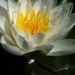 Water Lily by wenbow