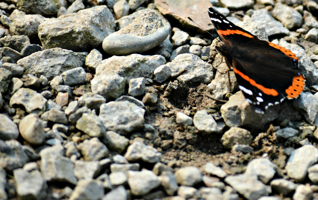 Butterfly  by mej2011