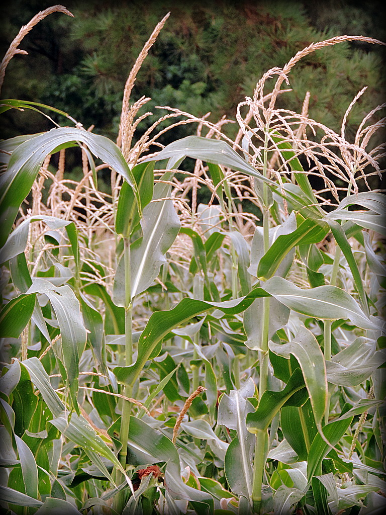 Corn! by homeschoolmom