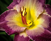 3rd Jul 2015 - The Heart of a Lily