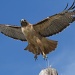 Red-tailed Hawk by robv