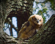 3rd Jul 2015 - First Owl