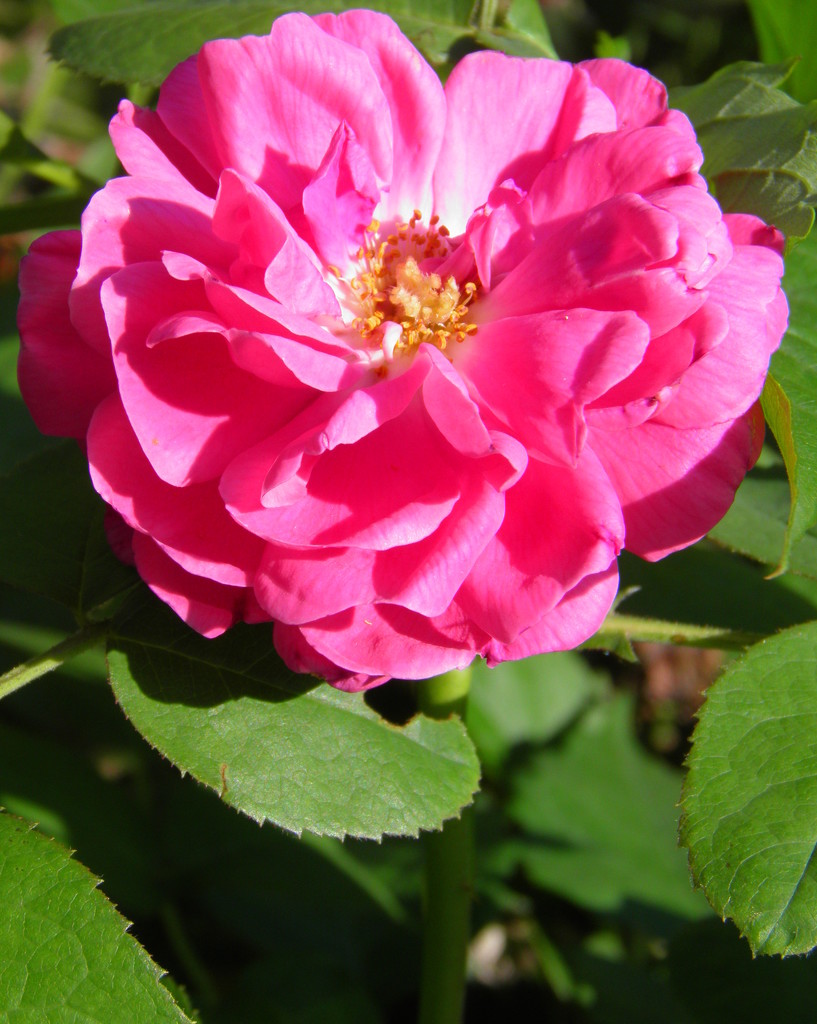 Deep pink rose by daisymiller