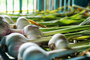 3rd Jul 2015 - Drying Softneck Garlic