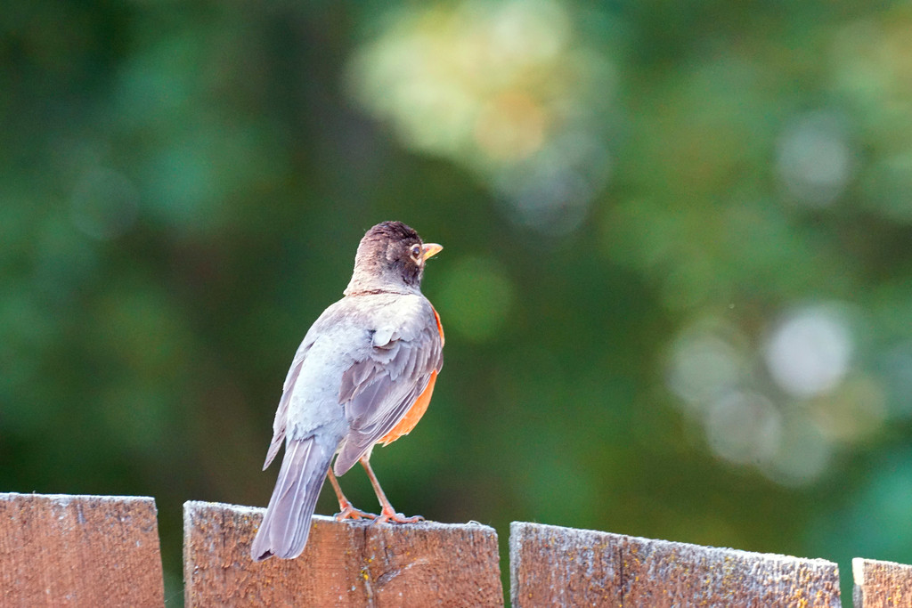 watchful robin by amyk