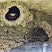 Barn Swallow by flygirl