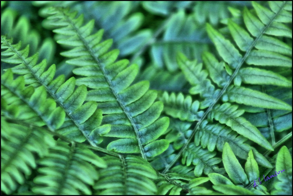 Fern by flygirl