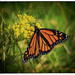 Monarch Beauty by rustymonkey