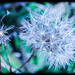 Cold weeds by flyrobin