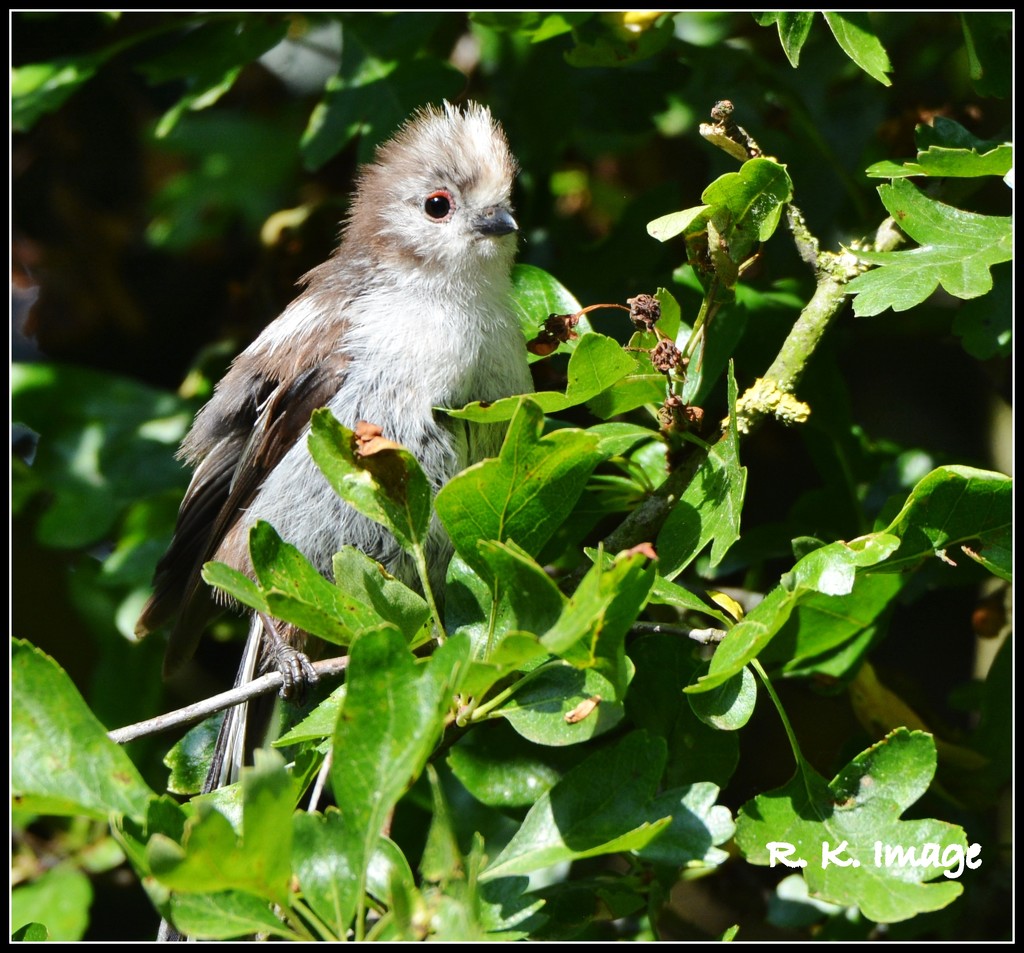 Fluffy baby long tailed tit by rosiekind