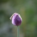 1 July 2015 Purple poppy, beauty to be found even on waste ground by lavenderhouse