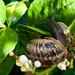 snail by winshez