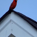 Bird House Sky by linnypinny