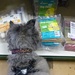 in the local pet shop by quietpurplehaze