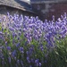 Lavender by happypat