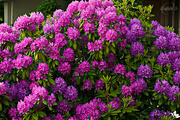4th Jul 2015 - Rhododendron
