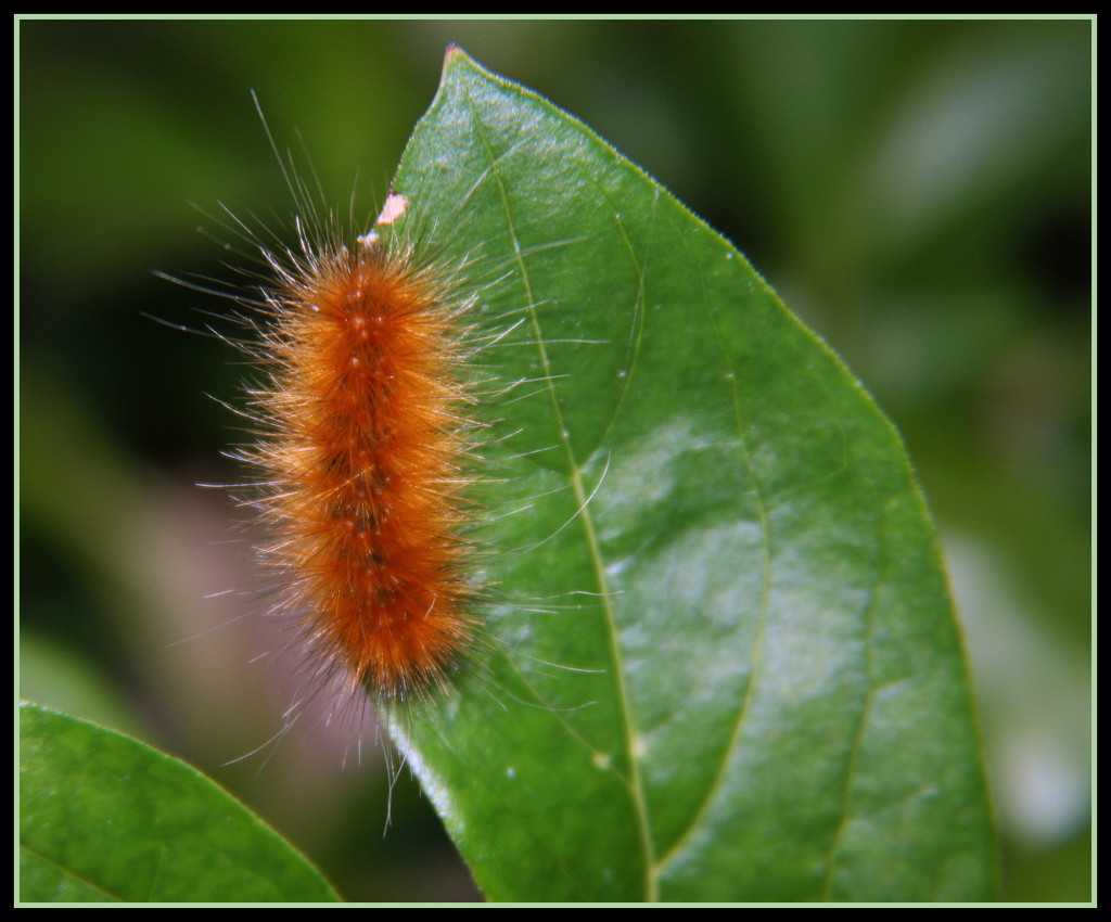  Caterpillar by bruni