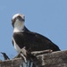 Osprey  by sunnygreenwood