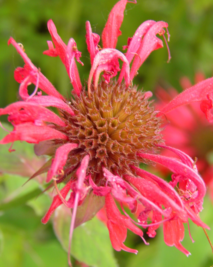 Bee Balm by daisymiller