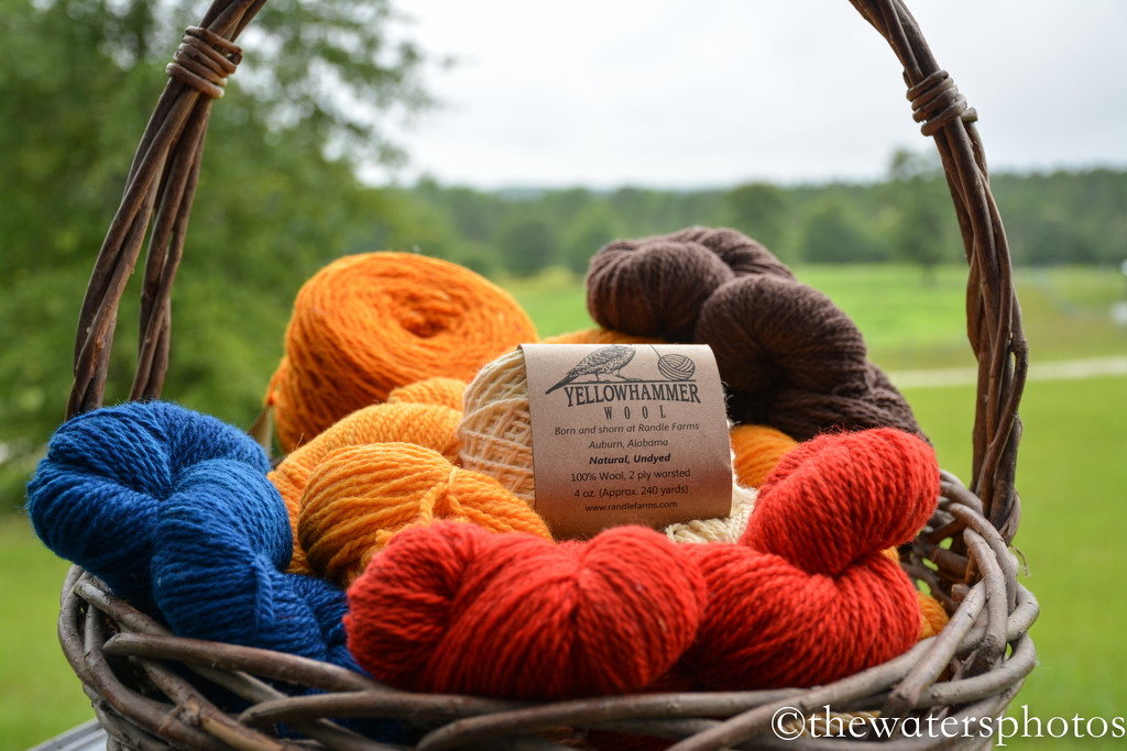 Yellowhammer Wool by thewatersphotos