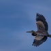 Great Blue Heron Juvenile  by jgpittenger