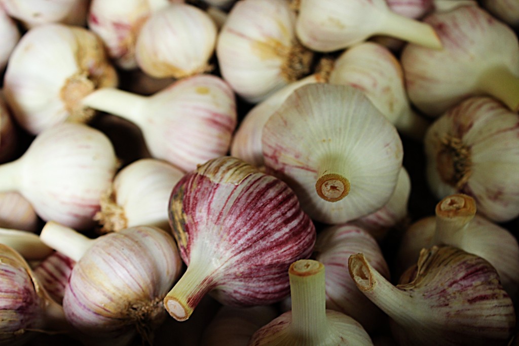 Rocambole Garlic by olivetreeann