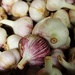 Rocambole Garlic by olivetreeann