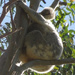 Hindsight by koalagardens
