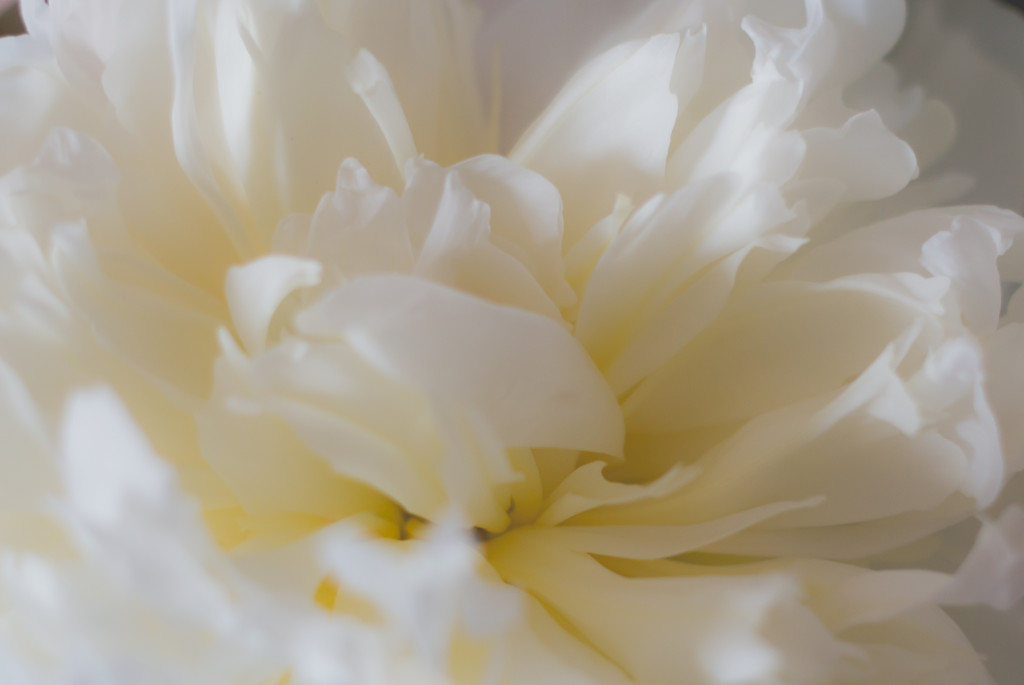 Tissue paper Peony by tracymeurs