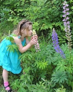 17th Jun 2015 - Taking Time to Stop and Smell the ... Lupins