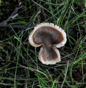 3rd Jul 2015 - Mushroom shaped like a mushroom!