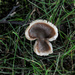 Mushroom shaped like a mushroom! by loweygrace