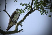 4th Jul 2015 - Osprey Eyeing me