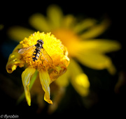 5th Jul 2015 - Hoverfly glory