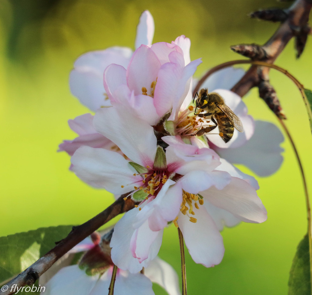 Bee blossom by flyrobin