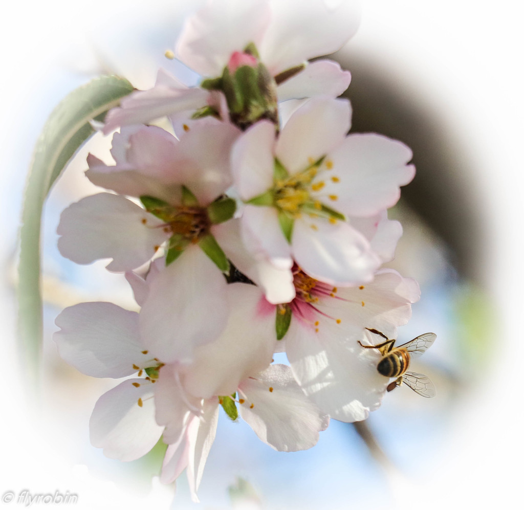 Bee wings by flyrobin