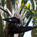 Giant Bird of Paradise by elatedpixie