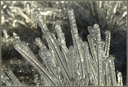 3rd Jul 2015 - Icicles
