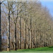 Winter Trees by nickspicsnz
