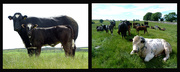 5th Jul 2015 - cow collage