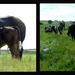 cow collage by shirleybankfarm