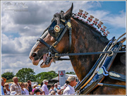 5th Jul 2015 - Big and Beautiful,Portrait Of A Heavy Horse