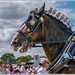 Big and Beautiful,Portrait Of A Heavy Horse by carolmw