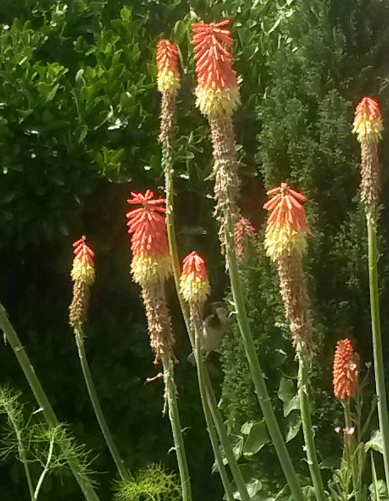 Red Hot Pokers by elainepenney