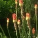 Red Hot Pokers by elainepenney