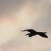 Heron in flight. by bruni