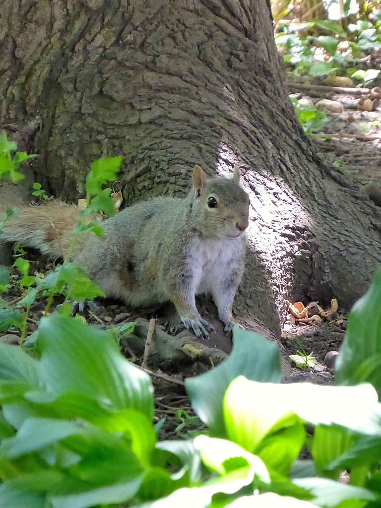 Squirrel in Washington Square Park by kjarn