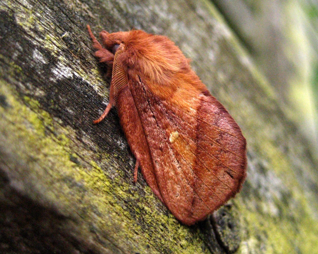 Drinker moth by steveandkerry