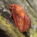 Drinker moth by steveandkerry