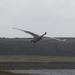  Swan Gaining Height.  by susiemc